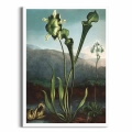 6E25-591BC-plakat-biala-rama-american-bog-plants-from-the-temple-of-flora-thornton.webp