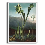 Plakat - American Bog Plants from The Temple of Flora - R.J.Thornton