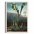 6E25-591BC-plakat-drewniana-rama-american-bog-plants-from-the-temple-of-flora-thornton.webp