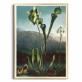 6E25-591BC-plakat-zlota-rama-american-bog-plants-from-the-temple-of-flora-thornton.webp
