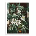 7876-7084A-plakat-bez-ramy-the-passiflora-cerulea-from-the-temple-of-flora.webp