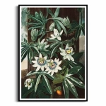Plakat - The Passiflora Cerulea from The Temple of Flora - R.J. Thornton