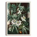 7876-7084A-plakat-drewniana-rama-the-passiflora-cerulea-from-the-temple-of-flora.webp