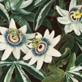 7876-7084A-plakat-the-passiflora-cerulea-from-the-temple-of-flora-fragment.webp