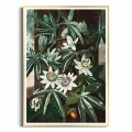 7876-7084A-plakat-zlota-rama-the-passiflora-cerulea-from-the-temple-of-flora.webp