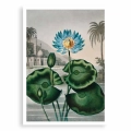 84D2-455F8-plakat-bez-ramy-the-blue-egyptian-water-lily-from-the-temple-of-flora-tornton_web.webp