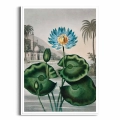 84D2-455F8-plakat-biala-rama-the-blue-egyptian-water-lily-from-the-temple-of-flora-tornton_web.webp