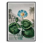 Plakat - The Blue Egyptian Water-Lily from The Temple of Flora - R.J. Thornton