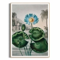 84D2-455F8-plakat-drewniana-rama-the-blue-egyptian-water-lily-from-the-temple-of-flora-tornton_web.webp