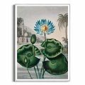 84D2-455F8-plakat-srebrna-rama-the-blue-egyptian-water-lily-from-the-temple-of-flora-tornton_web.webp