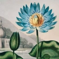 84D2-455F8-plakat-the-blue-egyptian-water-lily-from-the-temple-of-flora-tornton-fragment_web.webp