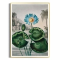 84D2-455F8-plakat-zlota-rama-the-blue-egyptian-water-lily-from-the-temple-of-flora-tornton_web.webp