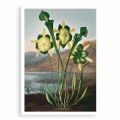 FFCD-83213-plakat-bez-ramy-pitcher-plant-from-the-temple-of-flora-tornton_web.webp