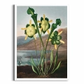 FFCD-83213-plakat-biala-rama-pitcher-plant-from-the-temple-of-flora-tornton_web.webp