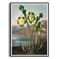 FFCD-83213-plakat-czarna-rama-pitcher-plant-from-the-temple-of-flora-tornton_web.webp