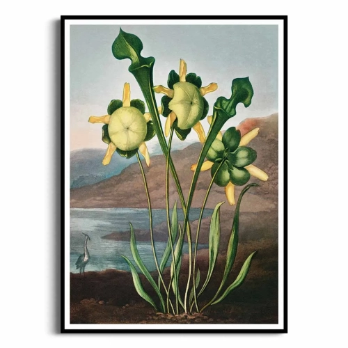 FFCD-83213-plakat-czarna-rama-pitcher-plant-from-the-temple-of-flora-tornton_web.webp