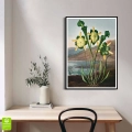 FFCD-83213-plakat-czarna-rama-pitcher-plant-from-the-temple-of-flora-tornton-wnetrze_web.webp
