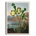 FFCD-83213-plakat-drewniana-rama-pitcher-plant-from-the-temple-of-flora-tornton_web.webp