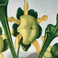 FFCD-83213-plakat-pitcher-plant-from-the-temple-of-flora-tornton-fragment_web.webp