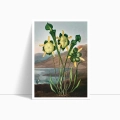 FFCD-83213-plakat-pitcher-plant-from-the-temple-of-flora-tornton-przod_web.webp