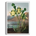 FFCD-83213-plakat-srebrna-rama-pitcher-plant-from-the-temple-of-flora-tornton_web.webp