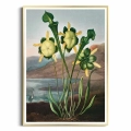 FFCD-83213-plakat-zlota-rama-pitcher-plant-from-the-temple-of-flora-tornton_web.webp