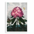 6181-32678-plakat-bez-ramy-the-pontic-rhododendron-from-the-temple-of-flora-tornton_web.webp