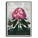 Plakat - The Pontic Rhododendron from The Temple of Flora - R.J. Thornton