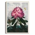 6181-32678-plakat-drewniana-rama-the-pontic-rhododendron-from-the-temple-of-flora-tornton_web.webp