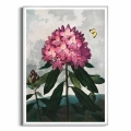 6181-32678-plakat-srebrna-rama-the-pontic-rhododendron-from-the-temple-of-flora-tornton_web.webp