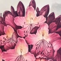 6181-32678-plakat-the-pontic-rhododendron-from-the-temple-of-flora-tornton-fragment_web.webp