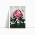 6181-32678-plakat-the-pontic-rhododendron-from-the-temple-of-flora-tornton-przod_web.webp