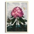 6181-32678-plakat-zlota-rama-the-pontic-rhododendron-from-the-temple-of-flora-tornton_web.webp