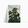 7680-315EE-plakat-bez-ramy-the-oblique–leaved-begonia-from-the-temple-of-flora-thornton-przod_web.webp