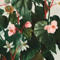 7680-315EE-plakat-the-oblique–leaved-begonia-from-the-temple-of-flora-thornton-fragment_web.webp