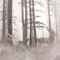 fototapeta-na-wymiar-zamglony-las-z-jeleniami-nastrojowa-dekoracja-do-biura-styl-skandynawski-i-nowoczesny-sepia-i-szarosci-lesny-pejzaz-fragment_web.webp