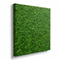 Obraz-zielony-mech-kwadrat-bok_web.webp
