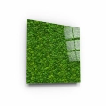Obraz-na-szkle-kwadrat-bok-zielony-mech_web.webp