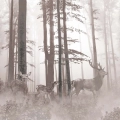 Plakat-poziom-fragment-zamglony-las-z -jeleniami_web.webp