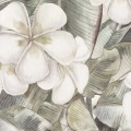 Plakat-poziom-fragment-kwiaty-plumerii_web.webp