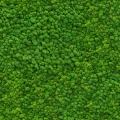 Plakat-poziom-fragment-zielony-mech_web.webp