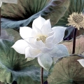 Fototapeta-Fragment-Malownicze-kwiaty-lotosu.jpg