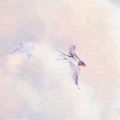 fragment-jaskolki-na-tle-kolorowego-nieba_web.webp