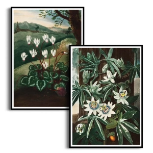 Zestaw 2 plakatów - The Passiflora Cerulea and Persian Cyclamen from The Temple of Flora - R.J. Thornton - Nowoczesne Obrazy do Salonu i Sypialni, Styl Klasyczny i Eklektyczny - Ciemna Zieleń, Biel i Brąz 