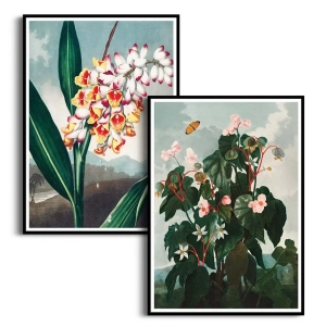 Zestaw 2 plakatów - The Nodding Renealmia and The Oblique–Leaved Begonia - R.J. Thornton - Nowoczesne Obrazy do Salonu i Sypialni, Styl Skandynawski i Boho - Beż, Przygaszony Róż i Zieleń