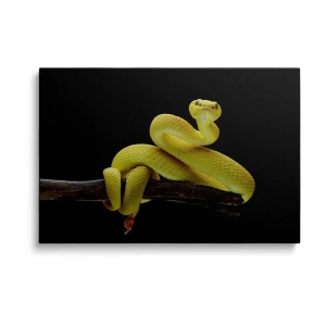 Obraz na szkle Żółty wąż