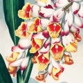 zestaw-2-plakatow-botanicznych-polne-kwiaty-akwarela-bez-salon-fragment_web.webp