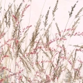 fragment-eteryczna-laka_web.webp