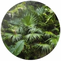 Fototapeta-okragla-gesta-dzungla-zielone-liscie-palmy-3D.webp