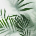 Fototapeta-okragla-liscie-palmy-we-mgle-fragment.webp